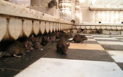 Templo de las ratas 🇳🇪