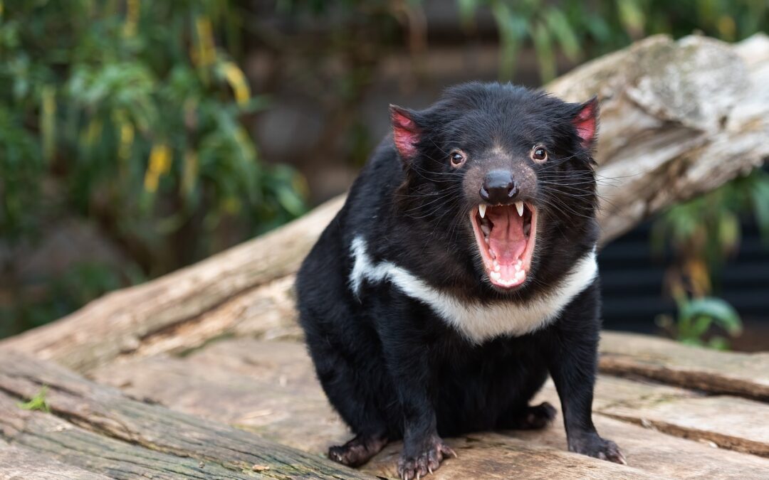 ¡Qué fiera es el demonio de Tasmania!