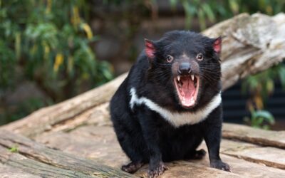 ¡Qué fiera es el demonio de Tasmania!