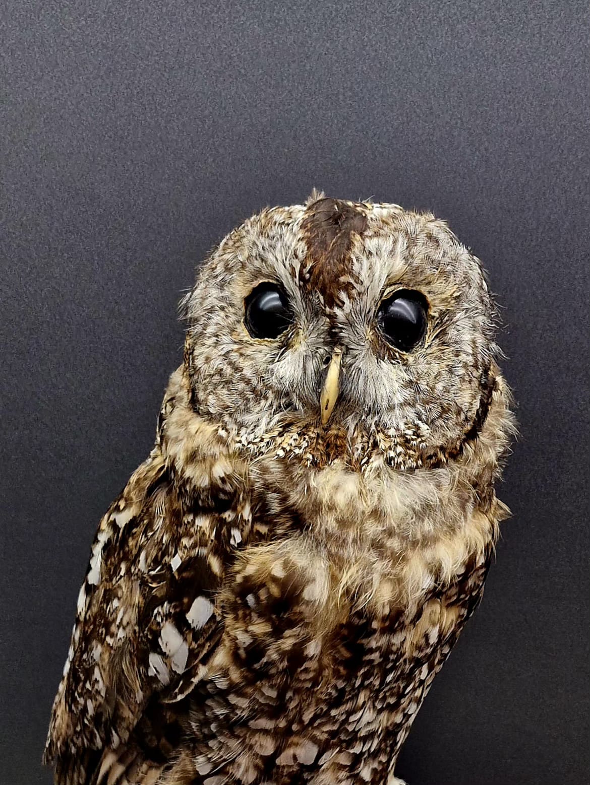 WhatsApp Image 2026-03-02 at 10.56.57 PM WhatsApp Image 2026 03 02 at 10.56.57 PM